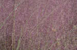 Hairawn muhly